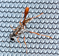 Thread-waist wasp - Ammophila aberti