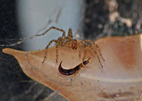 Corner spider - Hololena sp.