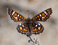 Irvine Ranch, IRC Butterfly Count 05-01-2016