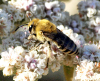 Cellophane bee - Colletes selvini