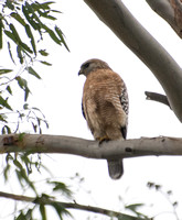 Red-shouldered Hawk - Buteo elegans