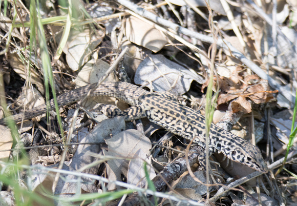 Tiger Whiptail - Aspidoscelis tigris