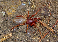 Woodlouse hunter - Dysdera crocata