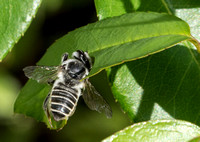 Leafcutter bee  - Megachile spp.