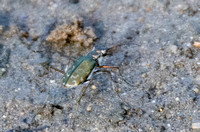 Mudflat Tiger Beetle - Cicindela trifasciata ssp. sigmoidea