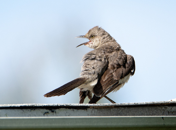 Northern Mockingbird - Mimus polyglottos