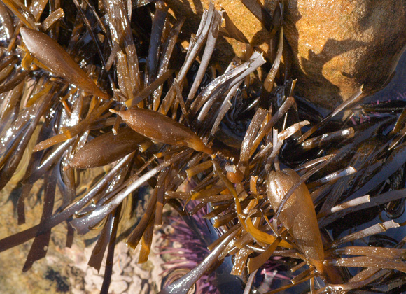 Feather boa kelp - Egregia menziesii