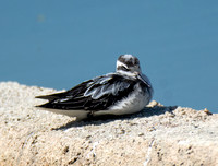 Red-necked Phalarope - Phalaropus lobatus