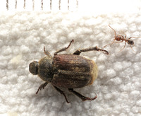 Monkey beetle - Hoplia sp.