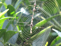 Trashline orbweaver - Cyclosa turbinata