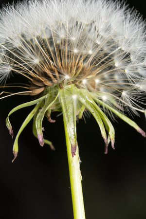 Dandelion