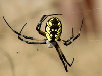 Yellow garden spider - Argiope aurantia
