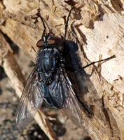 Blow fly - Calliphora sp.