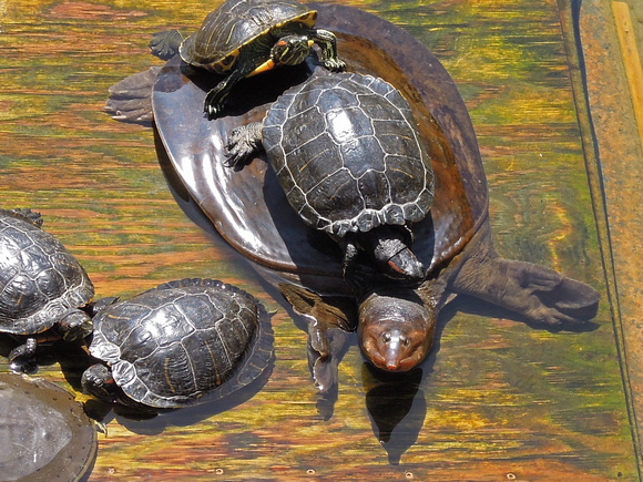 Florida softshelled turtle - Apalone ferox