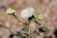Desert Pincushion - haenactis fremontii