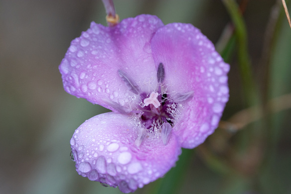 Splendid Mariposa Lily - Calochortus splendens
