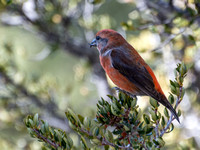 Red Crossbill - Loxia curvirostra