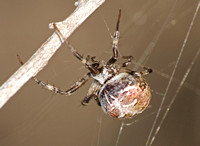 Labyrinth Orb-Weaver - Metepeira sp.