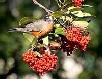 Rancho Los Cerritos Historic Site Bird Count 12-2015