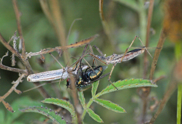 Four spurred assassin bug - Zelus tetracanthus