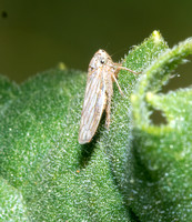 Gray Lawn Leafhopper - Exitianus exitiosus