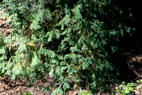 Western Red-Cedar