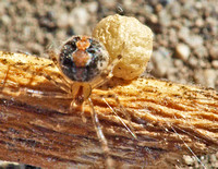Cobweb spider - Theridion spp.