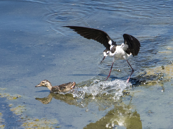 Black-necked Stilt - Himantopus mexicanus attacking Mallard - Anas platyrhynchos