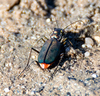Wetsalts Tiger Beetle - Cicindela haemorrhagica