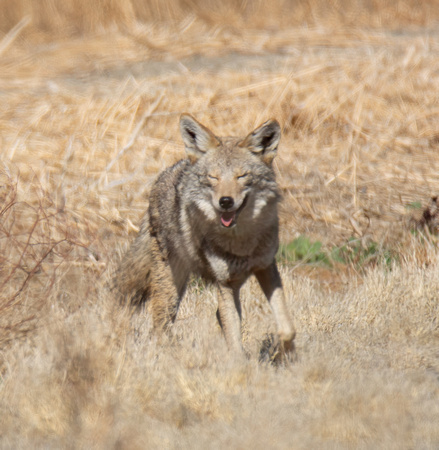 Coyote - Canis latrans