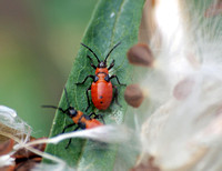 Large milkweed bug -Oncopeltus fasciatus