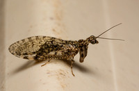 Mantidfly - Plega sp. ( P.signata, or else P. dactylota?)