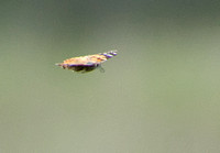 Painted lady - Vanessa cardui