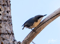 Pygmy Nuthatch - Sitta pygmaea