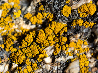 Goldspeck Lichens - Candelariella sp