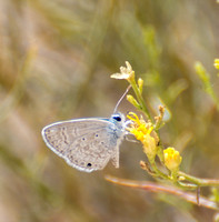 Ceraunus Blue - Hemiargus ceraunus