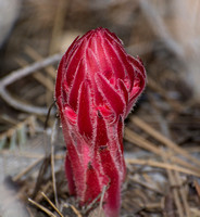Snowplant - Sarcodes sanguinea