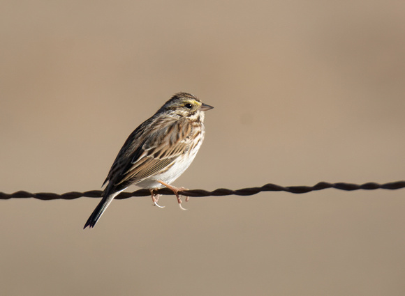 Savannah Sparrow - Passerculus sandwichensis
