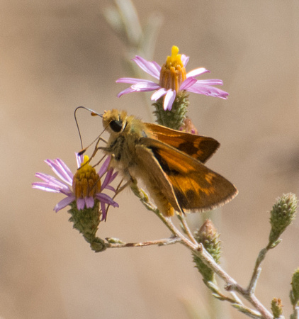 Woodland skipper - Ochlodes sylvanoides