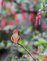 Allen's Hummingbird - Selasphorus sasin