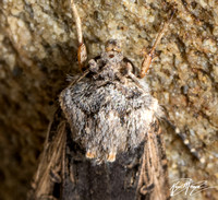 Granulate cutworm - Feltia subterranea