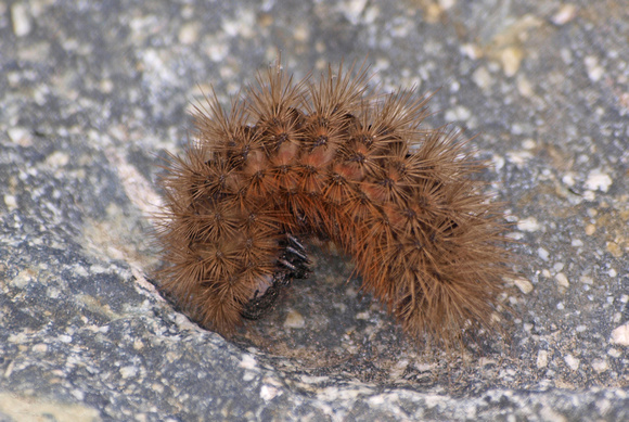 Mexican tiger moth - Notarctia proxima