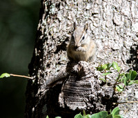 Lodgepole chipmunk - Neotamias speciosus