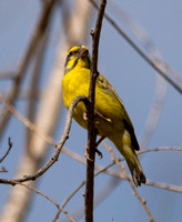 Yellow-fronted Canary - Crithagra mozambica