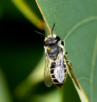Leafcutter bee - Megachile sp.