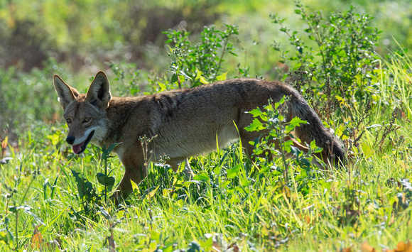 Coyote - Canis latrans