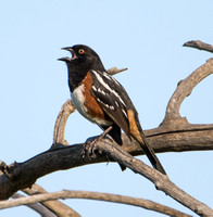 Spotted Towhee - Pipilo maculatus