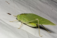 Angle-wing katydids -Microcentrum sp