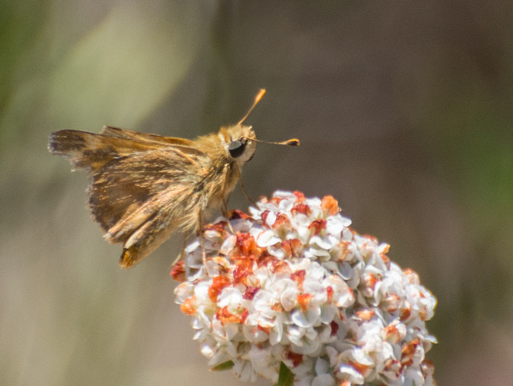 Woodland skipper - Ochlodes sylvanoides