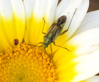 Potato bug - Closterotomus norvegicus